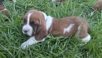 Gus, a male Basset Hound for sale in Steen, MN – Photo 2 of 4