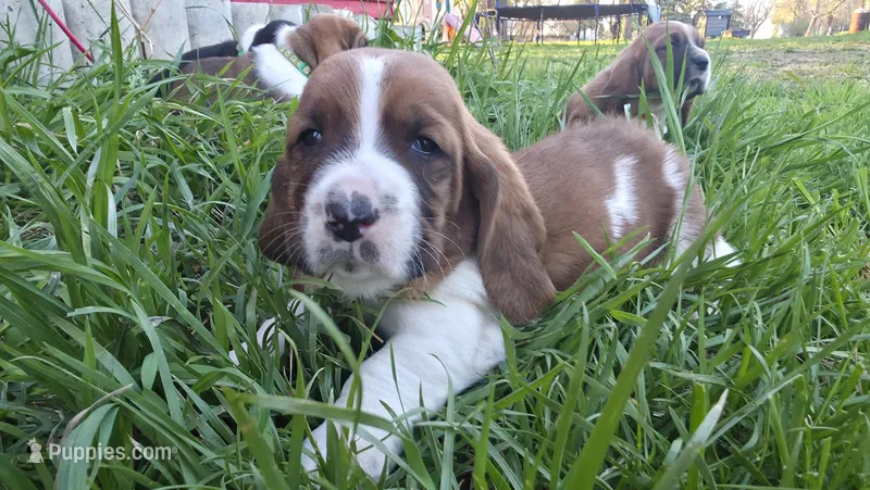 Gus – Basset Hound puppy for sale in Steen, MN