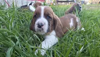 Gus, a male Basset Hound for sale in Steen, MN – Photo 1 of 4