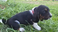 Rufus, a male Basset Hound for sale in Steen, MN – Photo 2 of 3