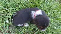 Rufus, a male Basset Hound for sale in Steen, MN – Photo 3 of 3