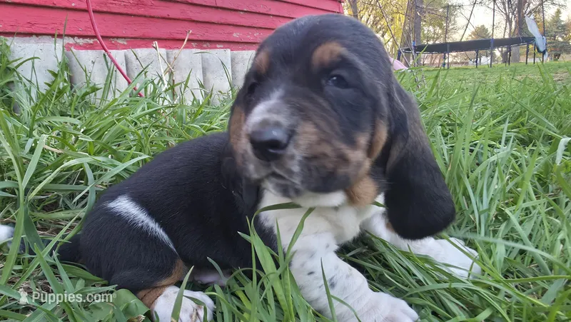 Rufus – Basset Hound puppy on hold in Steen, MN
