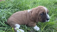 Winston, a male Basset Hound for sale in Steen, MN – Photo 3 of 4