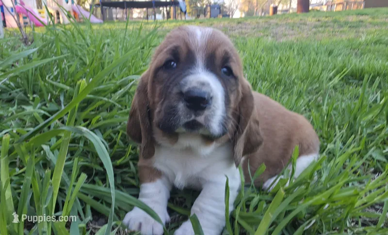 Winston – Basset Hound puppy for sale in Steen, MN