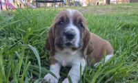 Winston, a male Basset Hound for sale in Steen, MN – Photo 1 of 4
