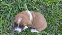 Winston, a male Basset Hound for sale in Steen, MN – Photo 2 of 4