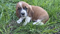 Winston, a male Basset Hound for sale in Steen, MN – Photo 4 of 4