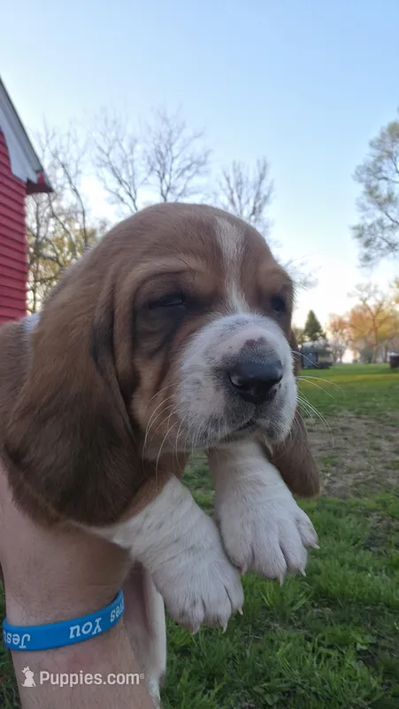 Otis  – Basset Hound puppy for sale in Steen, MN