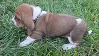 Otis , a male Basset Hound for sale in Steen, MN – Photo 3 of 5
