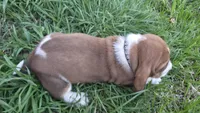 Otis , a male Basset Hound for sale in Steen, MN – Photo 2 of 5