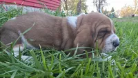 Otis , a male Basset Hound for sale in Steen, MN – Photo 5 of 5