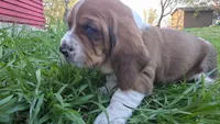 Otis , a male Basset Hound for sale in Steen, MN – Photo 4 of 5