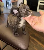 Bruno, a male French Bulldog for sale in Jonesville, SC – 6 of 8