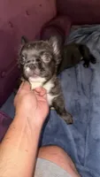 Bruno, a male French Bulldog for sale in Jonesville, SC – 2 of 8
