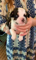 Mini English bulldog, a female English Bulldog for sale in Jonesville, SC – 3 of 8