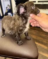 Bruno, a male French Bulldog for sale in Jonesville, SC – 8 of 8