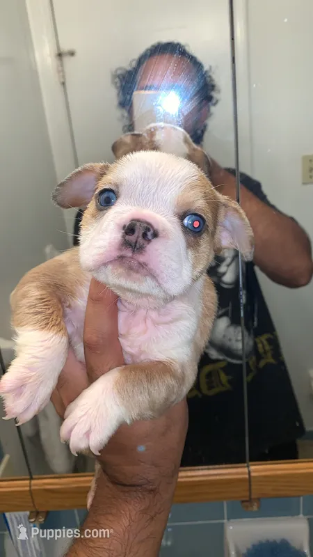 Mini English bulldog – English Bulldog puppy for sale in Jonesville, SC