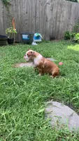 Mini English bulldog, a female English Bulldog for sale in Jonesville, SC – 2 of 8