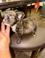 Bruno, a male French Bulldog for sale in Jonesville, SC – 4 of 8