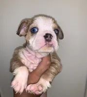 Mini English bulldog, a female English Bulldog for sale in Jonesville, SC – 4 of 8