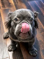 Bankroll Bella, a female French Bulldog for sale in Jonesville, SC – 3 of 3