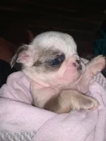 Mini English bulldog, a female English Bulldog for sale in Jonesville, SC – 5 of 8