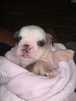 Mini English bulldog, a female English Bulldog for sale in Jonesville, SC – 6 of 8