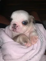 Mini English bulldog, a female English Bulldog for sale in Jonesville, SC – 7 of 8