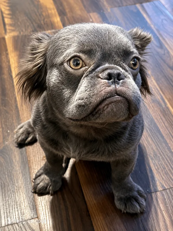 Bankroll Bella – French Bulldog puppy for sale in Jonesville, SC