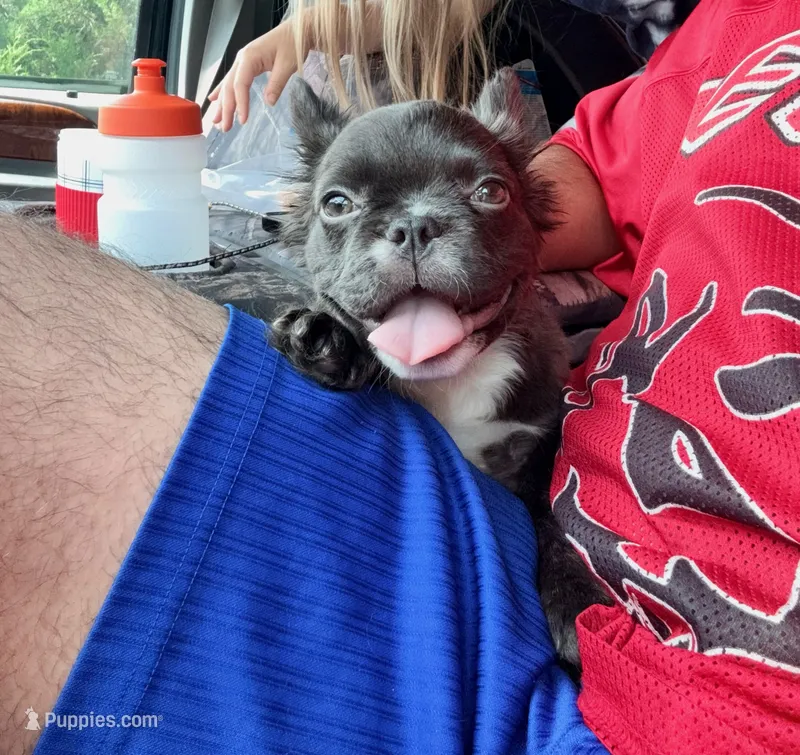 Bruno – French Bulldog puppy for sale in Jonesville, SC