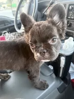 Bruno, a male French Bulldog for sale in Jonesville, SC – 3 of 8