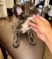 Bruno, a male French Bulldog for sale in Jonesville, SC – 7 of 8