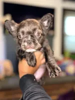 Bruno, a male French Bulldog for sale in Jonesville, SC – 5 of 8