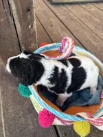 Black and white spotted female, a female Goldendoodle for sale in Turbeville, SC – Photo 2 of 2