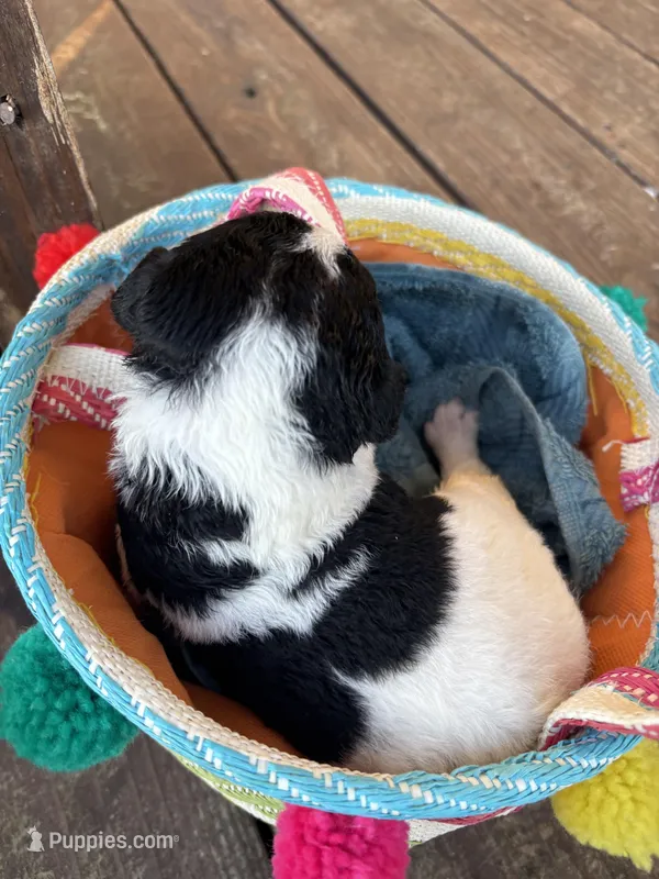 Black and white spotted female – Goldendoodle puppy for sale in Turbeville, SC