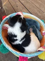 Black and white spotted female, a female Goldendoodle for sale in Turbeville, SC – Photo 1 of 2