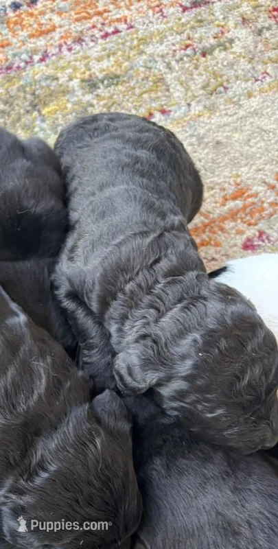 Black male – Goldendoodle puppy for sale in Turbeville, SC