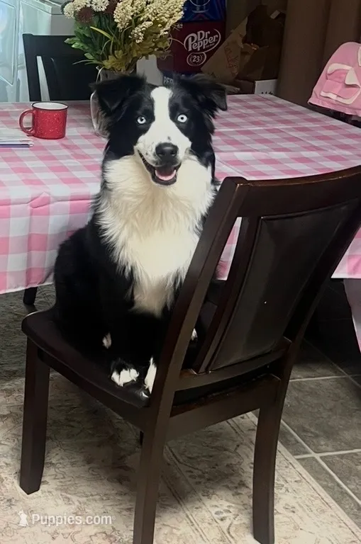 Ezri – Australian Shepherd puppy for sale in Kingwood, WV