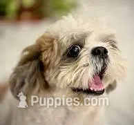Skipper – Shihpoo puppy for sale in Hallam, NE