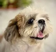 Skipper, a male Shihpoo for sale in Hallam, NE – 1 of 2
