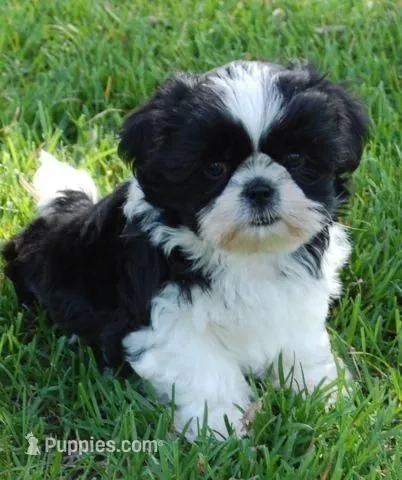 Spot – Shihpoo puppy for sale in Hallam, NE