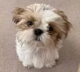 Skipper, a male Shihpoo for sale in Hallam, NE – 2 of 2