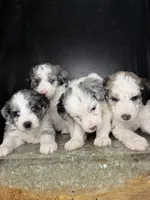 Sirius, a male Sheepadoodle for sale in Anaheim, CA – 4 of 7