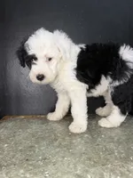 Ori, a male Sheepadoodle for sale in Anaheim, CA – 7 of 9