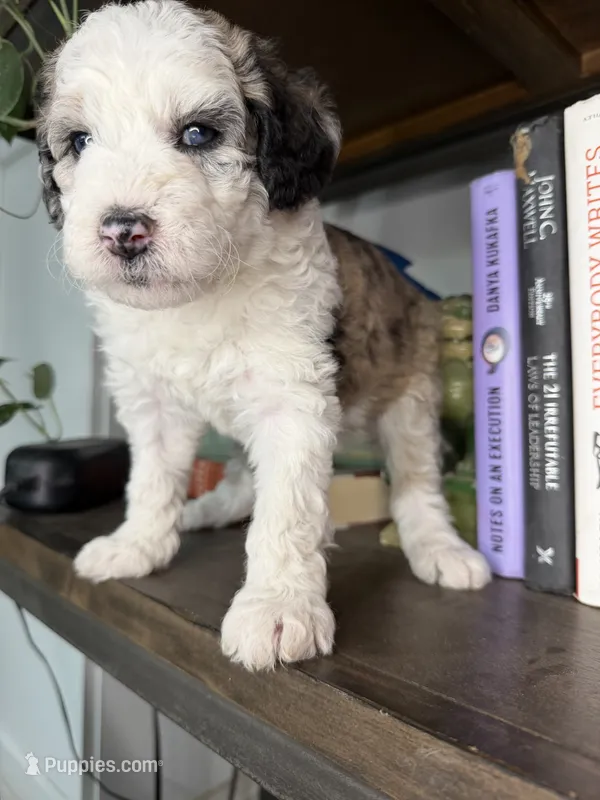 Atlas – Sheepadoodle puppy for sale in Anaheim, CA
