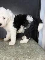 Ori, a male Sheepadoodle for sale in Anaheim, CA – 8 of 9