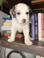 Atlas, a female Sheepadoodle for sale in Anaheim, CA – 2 of 6