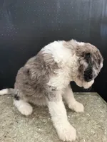 Stella, a female Sheepadoodle for sale in Anaheim, CA – 6 of 6