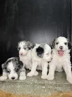Atlas, a female Sheepadoodle for sale in Anaheim, CA – 6 of 6