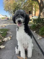 Cosmo, a male Sheepadoodle for sale in Anaheim, CA – 10 of 10